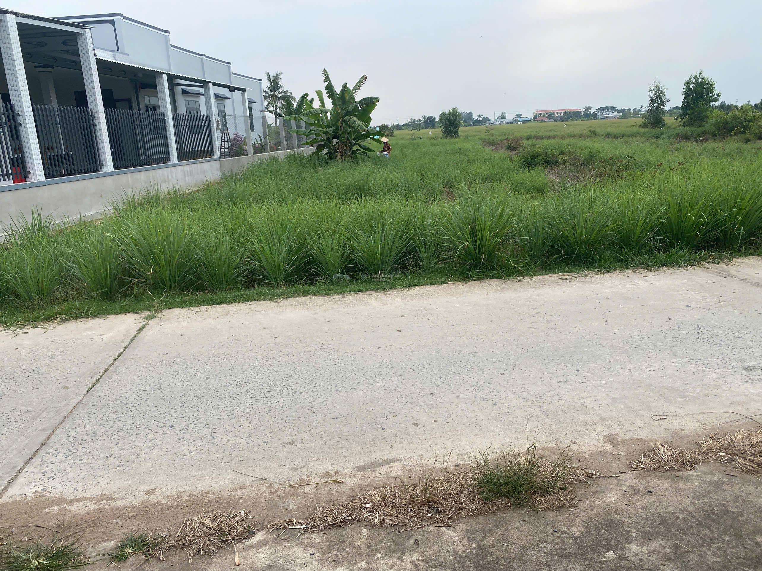 CẦN BÁN 500 M² ĐẤT CLN (10x50) – XÃ PHÚ THẠNH, TÂN PHÚ ĐÔNG, TIỀN GIANG