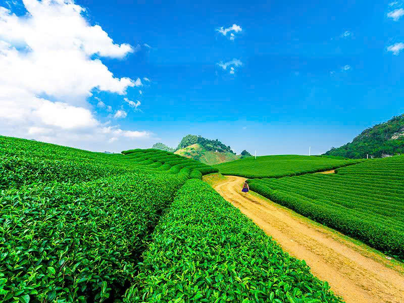 CẦN THUÊ 3HA ĐẤT TẠI MỘC CHÂU – SƠN LA