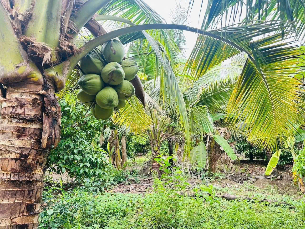 CẦN BÁN ĐẤT VƯỜN GIÁ TỐT – TÍCH THIỆN, TRÀ ÔN, VĨNH LONG