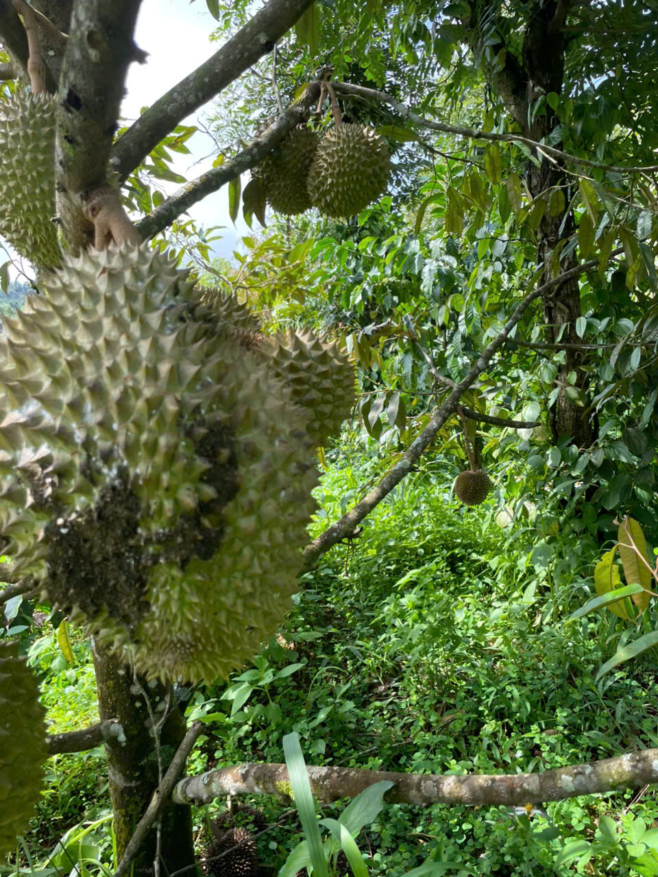 ►  BÁN 1.8HA ĐẤT NÔNG NGHIỆP – CÓ SẴN DÒNG TIỀN 500TR/NĂM