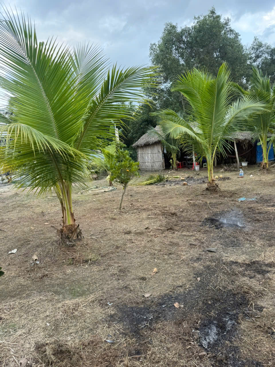 BÁN 2 LÔ ĐẤT VƯỜN TẠI HỰU THẠNH, ĐỨC HÒA, LONG AN